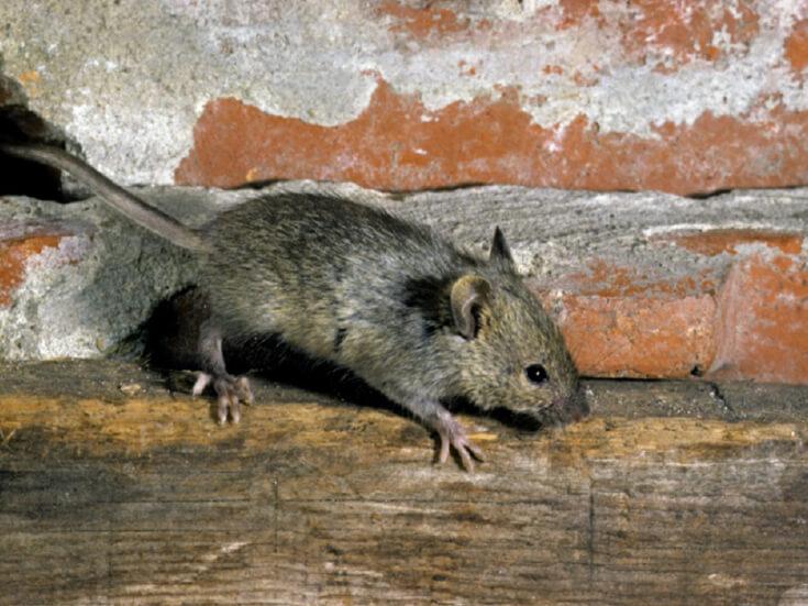 Уничтожение домовых мышей